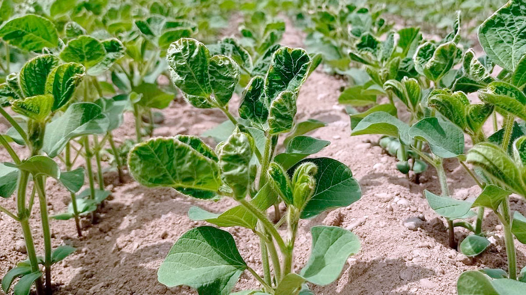 Austria, Soja, Argentina; sequía en Austria, soja de Austria, soja argentina, Argentina y Austria, cosecha de soja, importaciones de soja, producción de soja en Austria, sequía y agricultura, agricultura austríaca, Landwirtschaftskammer, soja europea, soja en Europa, dependencia de soja, soja del Mercosur, cambio climático en Austria.