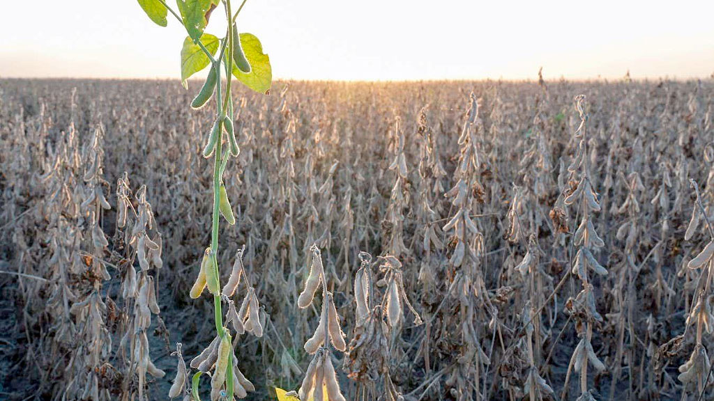 Austria, Soja, Argentina; sequía en Austria, soja de Austria, soja argentina, Argentina y Austria, cosecha de soja, importaciones de soja, producción de soja en Austria, sequía y agricultura, agricultura austríaca, Landwirtschaftskammer, soja europea, soja en Europa, dependencia de soja, soja del Mercosur, cambio climático en Austria.