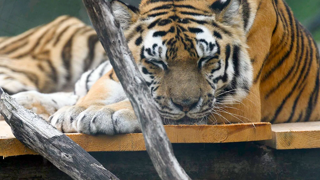 VIER PFOTEN, Zoo Luján, Tierschutzorganisation, Großkatzen Luján, Tierschutz Argentinien, Großkatzen Rettung, Löwen und Tiger, LIONSROCK, The Wild Animal Sanctuary, Tierschutzorganisation Österreich, Tierwohl Argentinien, Rettungsaktion Luján, Großkatzen Argentinien, VIER PFOTEN Wien, ehemaliger Zoo Luján