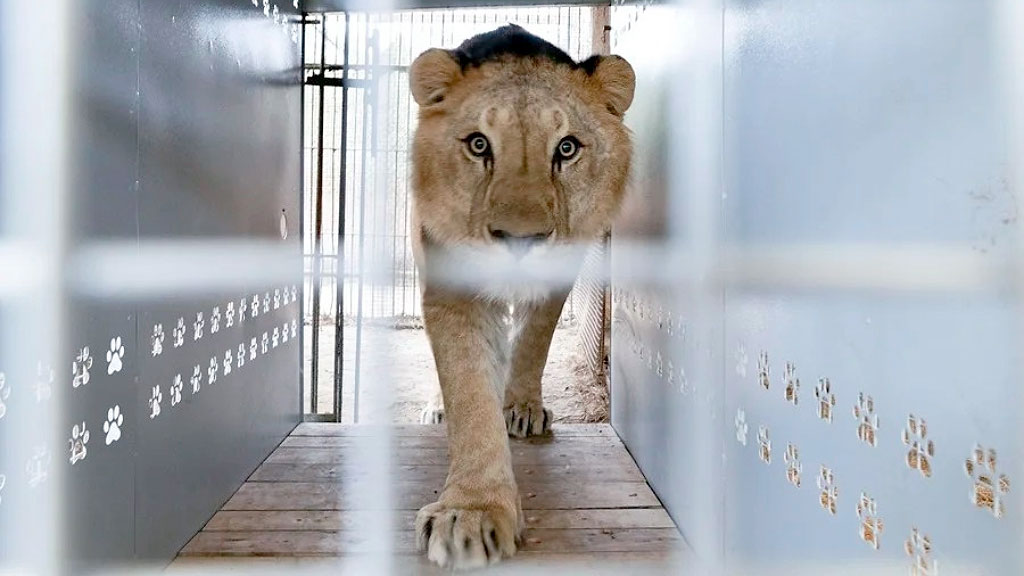VIER PFOTEN, Zoo Luján, Tierschutzorganisation, Großkatzen Luján, Tierschutz Argentinien, Großkatzen Rettung, Löwen und Tiger, LIONSROCK, The Wild Animal Sanctuary, Tierschutzorganisation Österreich, Tierwohl Argentinien, Rettungsaktion Luján, Großkatzen Argentinien, VIER PFOTEN Wien, ehemaliger Zoo Luján