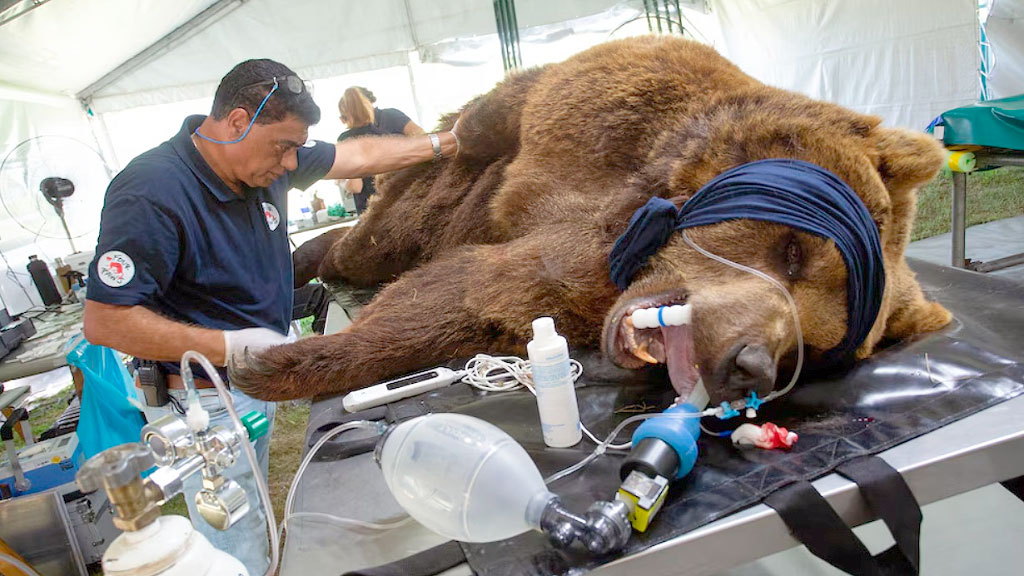VIER PFOTEN, Zoo Luján, Tierschutzorganisation, Großkatzen Luján, Tierschutz Argentinien, Großkatzen Rettung, Löwen und Tiger, LIONSROCK, The Wild Animal Sanctuary, Tierschutzorganisation Österreich, Tierwohl Argentinien, Rettungsaktion Luján, Großkatzen Argentinien, VIER PFOTEN Wien, ehemaliger Zoo Luján