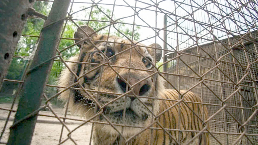 VIER PFOTEN, Zoo Luján, Tierschutzorganisation, Großkatzen Luján, Tierschutz Argentinien, Großkatzen Rettung, Löwen und Tiger, LIONSROCK, The Wild Animal Sanctuary, Tierschutzorganisation Österreich, Tierwohl Argentinien, Rettungsaktion Luján, Großkatzen Argentinien, VIER PFOTEN Wien, ehemaliger Zoo Luján