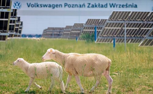 Volkswagen, Energía solar, ovejas
