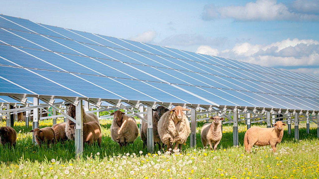 Volkswagen, Energía solar, Sostenibilidad, paneles solares, ovejas, agrivoltaica, solar grazing, biodiversidad, sostenibilidad, energías renovables, parque solar, Volkswagen Poznań, Polonia, Universidad de Poznań, mantenimiento de paneles solares, transición energética, pastoreo solar, medio ambiente, cambio climático, innovación ambiental, industria automotriz, por qué Volkswagen usa ovejas, ovejas entre paneles solares, Volkswagen paneles solares Polonia, agrivoltaica Volkswagen, qué es el solar grazing, biodiversidad en parques solares, energías renovables Volkswagen, ovejas para mantener paneles solares