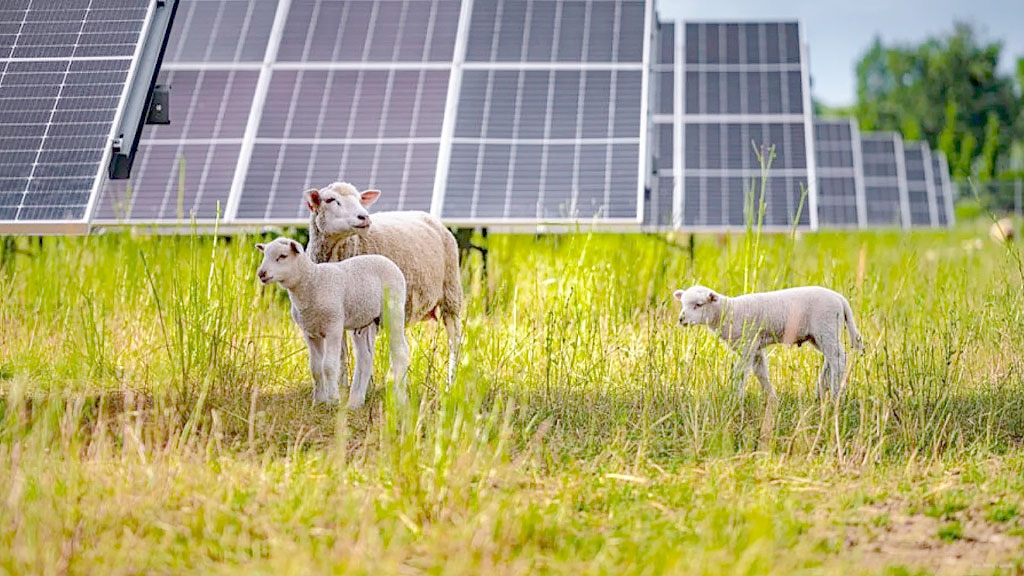 Volkswagen, Energía solar, Sostenibilidad, paneles solares, ovejas, agrivoltaica, solar grazing, biodiversidad, sostenibilidad, energías renovables, parque solar, Volkswagen Poznań, Polonia, Universidad de Poznań, mantenimiento de paneles solares, transición energética, pastoreo solar, medio ambiente, cambio climático, innovación ambiental, industria automotriz, por qué Volkswagen usa ovejas, ovejas entre paneles solares, Volkswagen paneles solares Polonia, agrivoltaica Volkswagen, qué es el solar grazing, biodiversidad en parques solares, energías renovables Volkswagen, ovejas para mantener paneles solares
