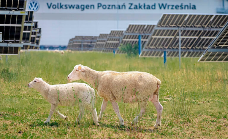 Volkswagen, Energía solar, Sostenibilidad, paneles solares, ovejas, agrivoltaica, solar grazing, biodiversidad, sostenibilidad, energías renovables, parque solar, Volkswagen Poznań, Polonia, Universidad de Poznań, mantenimiento de paneles solares, transición energética, pastoreo solar, medio ambiente, cambio climático, innovación ambiental, industria automotriz, por qué Volkswagen usa ovejas, ovejas entre paneles solares, Volkswagen paneles solares Polonia, agrivoltaica Volkswagen, qué es el solar grazing, biodiversidad en parques solares, energías renovables Volkswagen, ovejas para mantener paneles solares