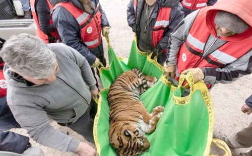 VIER PFOTEN, Zoo Luján