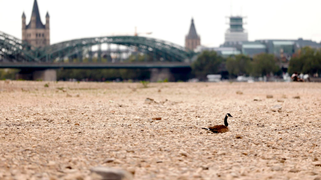 Rin, Köln, transporte fluvial, nivel del Rin, Rin Köln, bajo nivel del Rin, Rin 40 centímetros, sequía Rin, transporte fluvial, transporte fluvial Alemania, navegación Rin, Köln Rin, récord nivel Rin, río Rin Alemania, logística Alemania, logística europea, Nordrhein-Westfalen, camiones Alemania, bajo caudal Rin, transporte de cargas Rin, Basilea Rin, Rin Suiza, nivel del Rin 2026, sequía Alemania, navegación Alemania